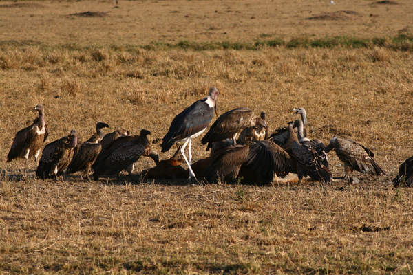 Leptoptilos-crumeniferus-vultures-Masai-Mara-Kenya-FlightCenter.png