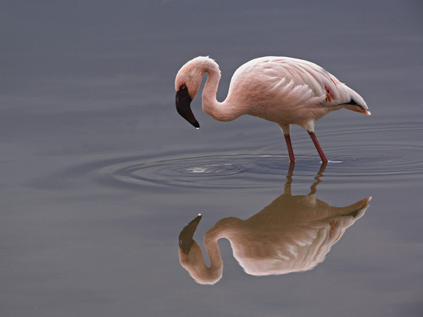 Lesser-Flamingo-Lake-Nakuru-National-Park-Kenya-FlightCenter.png