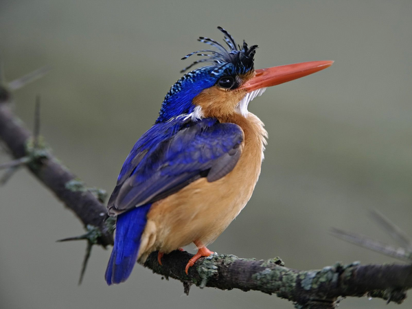 Malachite-Kingfisher-Lake-Nakuru-National-Park-Kenya-FlightCenter.png