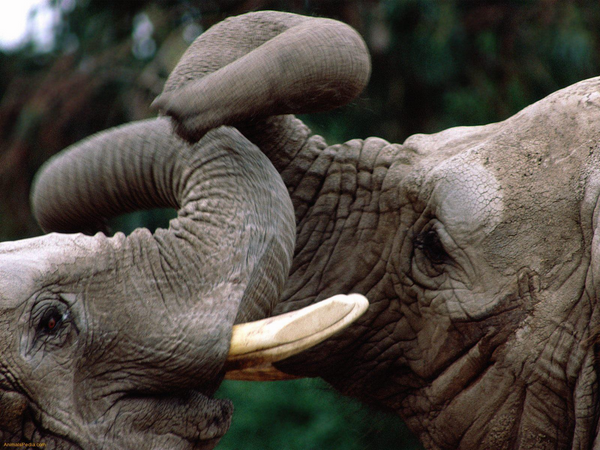 elephant-tangled-trunks-kenya-FlightCenter.png