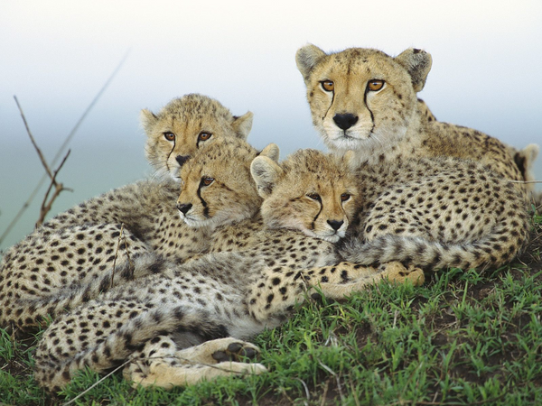 resting-cheetahs-masai-mara-reserve-kenya-africa-FlightCenter.png