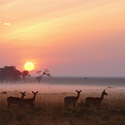 Masai-Mara-National-Reserve-Kenya-Impala-Herd-at-Dawn-FlightCenter