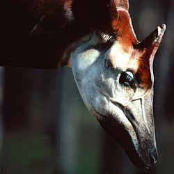 Okapi-Male-FlightCenter