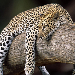 Resting-Leopard-Buffalo-Springs-Reserve-Kenya-FlightCenter