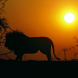 Silhouette-African-Lion-FlightCenter