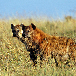 Spotted-Hyenas-Masai-Mara-Kenya-FlightCenter