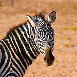 zebra-national-park-kenya-FlightCenter