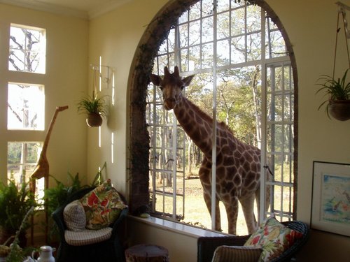 giraffe-in-window