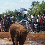 elephant-orphanage-mombasa