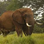 elephant-tsavo-national-park-west-kenya