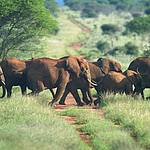 elephants-tsavo-national-park-west-kenya