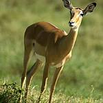 wildlife-tsavo-national-park-west-kenya